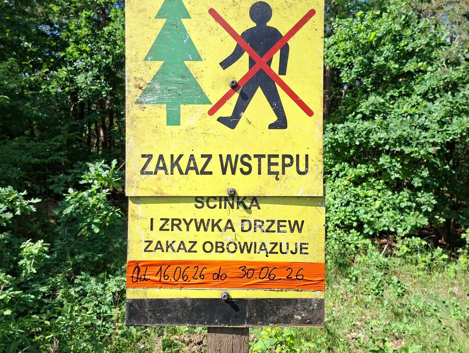 Leśnicy pracują przy Podleśnej. Co dzieje się w lesie?