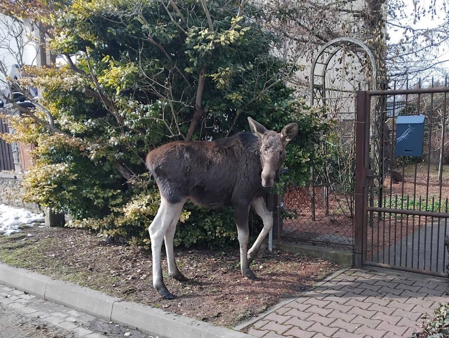 Łoś z Brwinowa bezpiecznie wrócił do lasu
