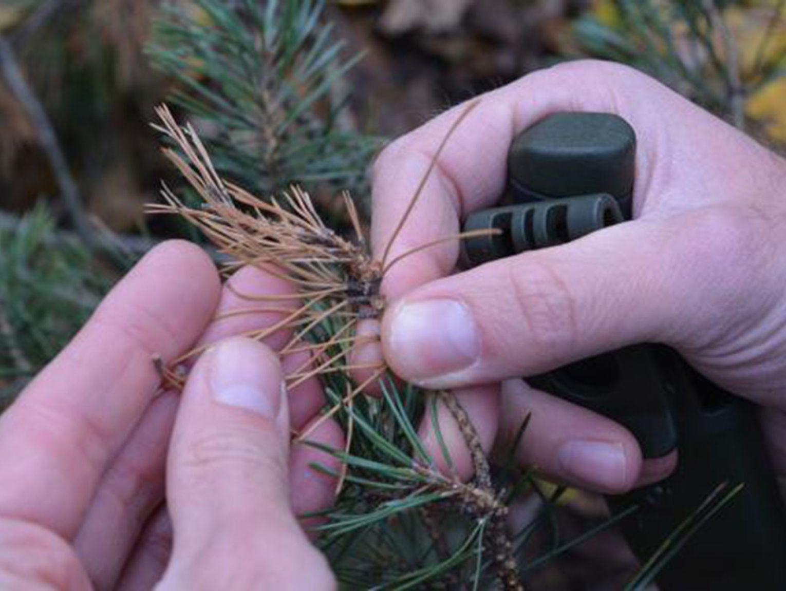 Masowe zamieranie sosen w Lesie Młochowskim. Ruszają pilne wycinki