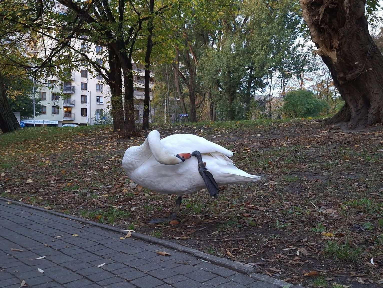 Pruszków: nie dokarmiajcie łabędzia w Parku Potulickich. Ptakowi grozi niebezpieczeństwo