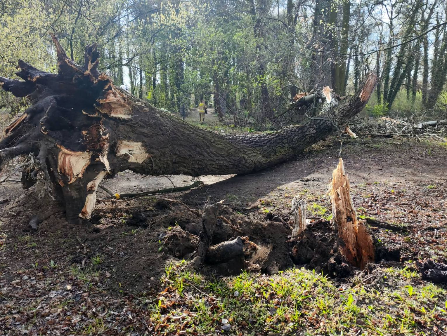 Silny wiatr nie odpuszcza! Strażacy z Brwinowa w akcji dzień i noc