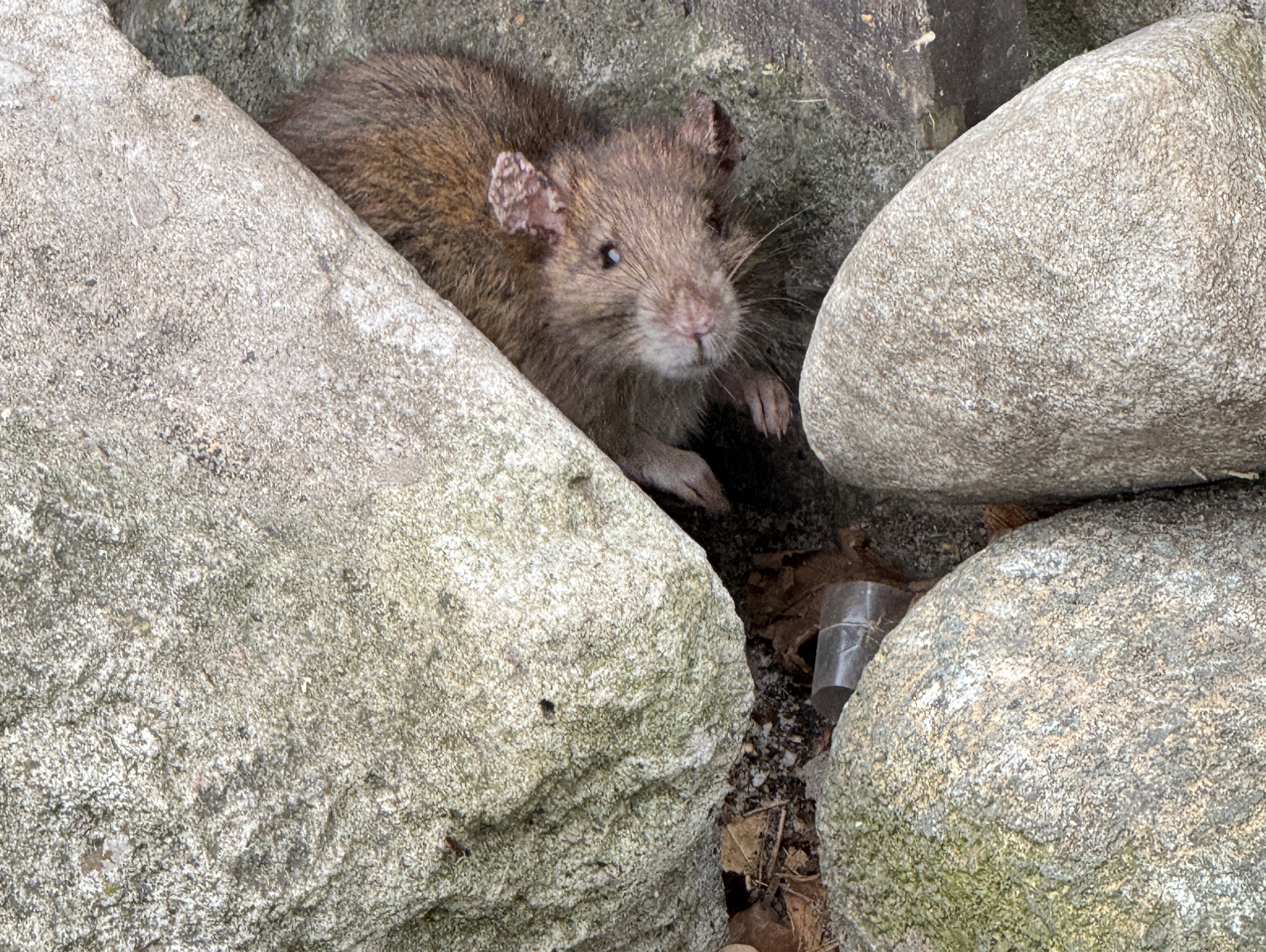 Szczury atakują w Piastowie