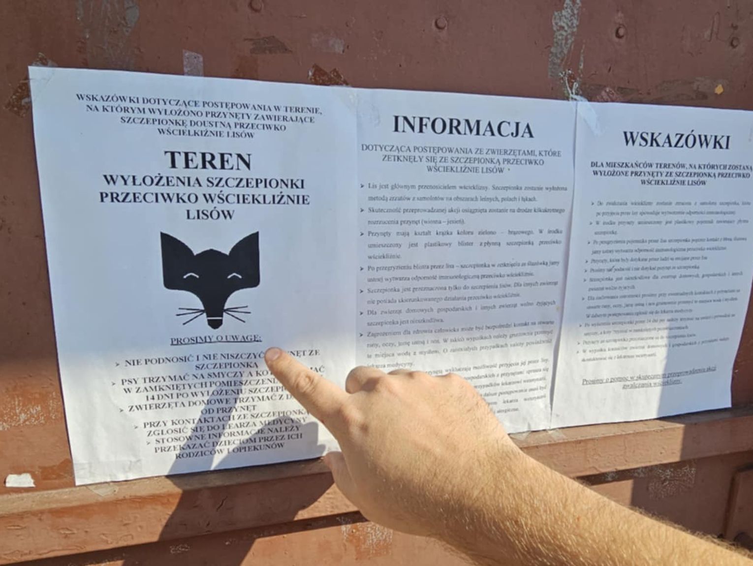 Uwaga! Rusza jesienna akcja szczepienia lisów