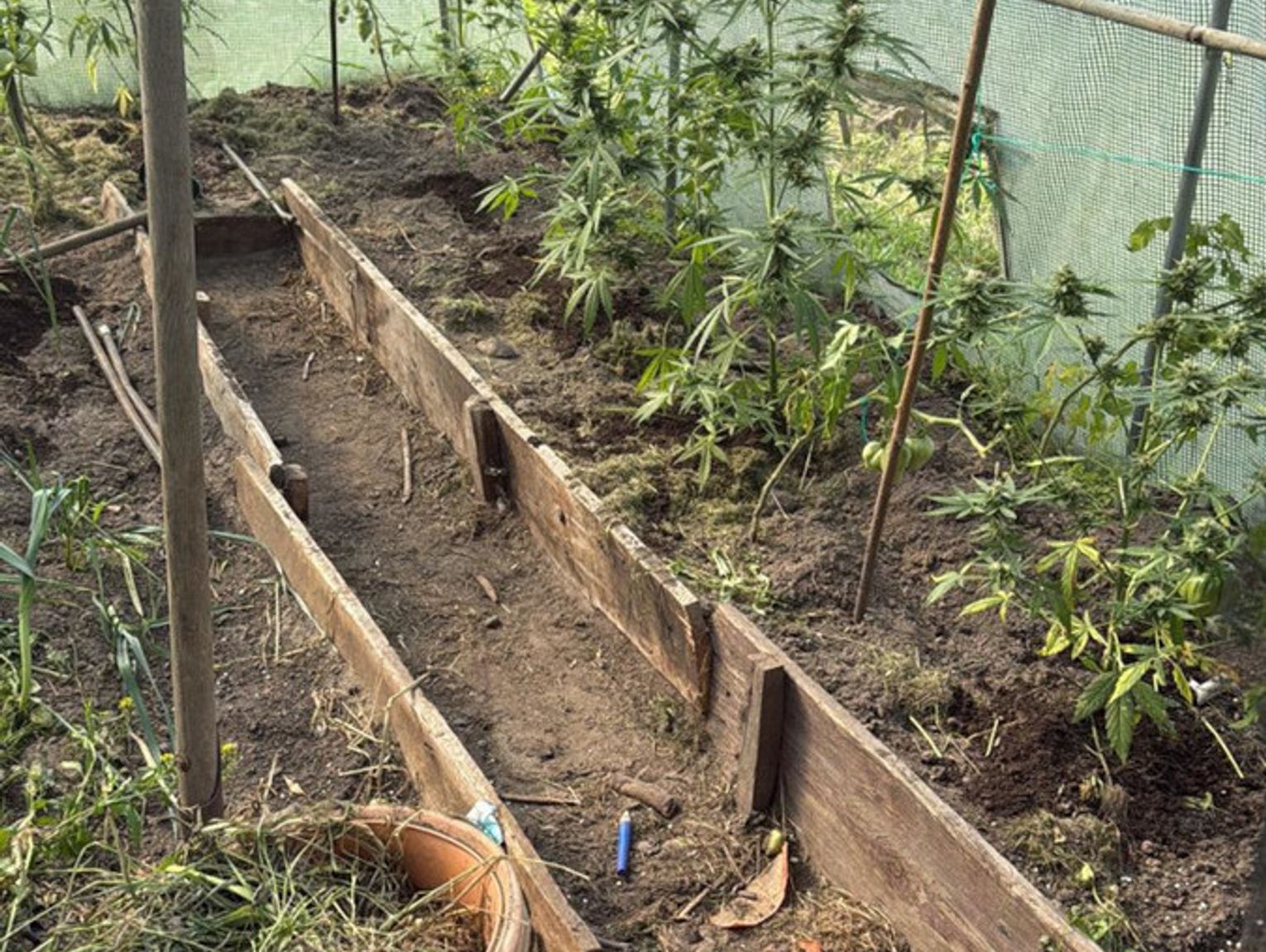 W tunelach foliowych zamiast warzyw – marihuana! Policja zlikwidowała plantację w gminie Nadarzyn