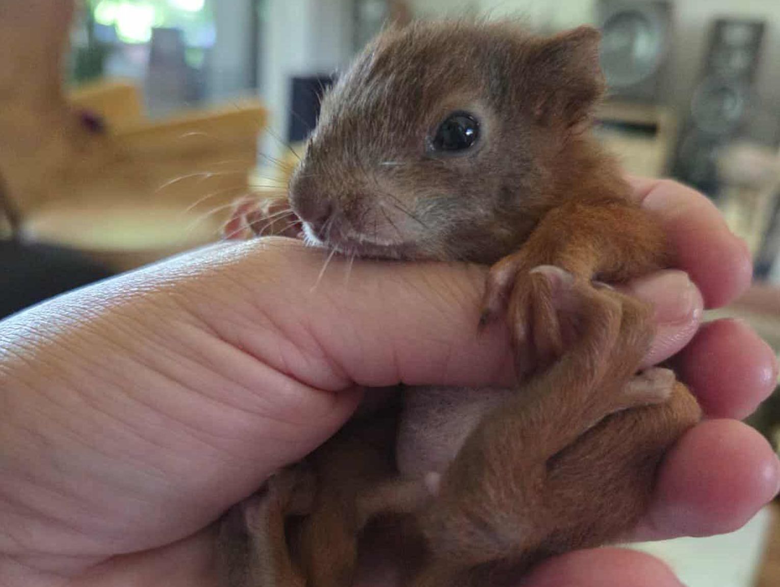 Wyjątkowa historia wiewiórki z Otrębus!
