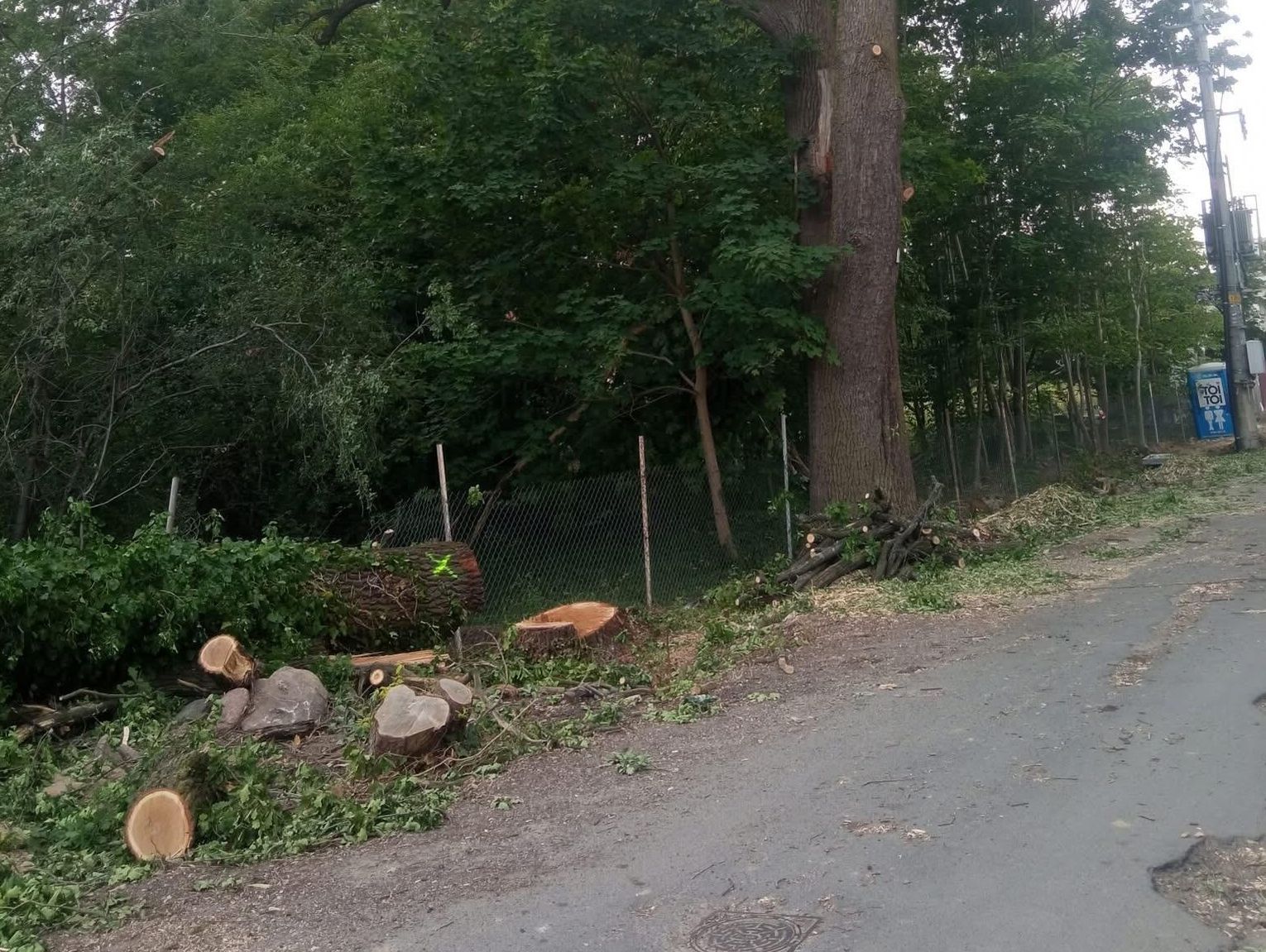 Wycinka drzew w gminie Brwinów. Krok ku betonowej pustyni?