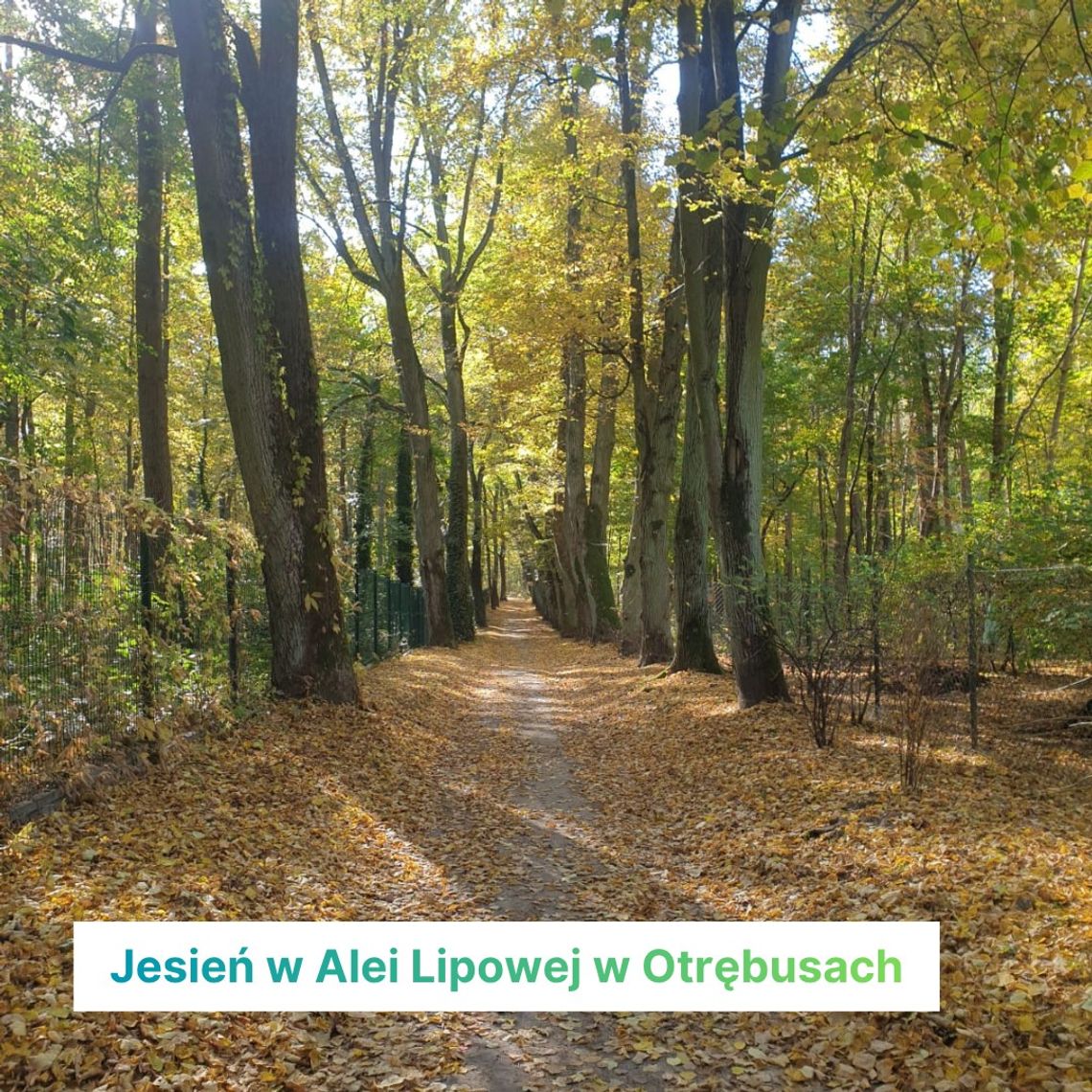 Aleja Lipowa w Otrębusach wpisana do rejestru zabytków!