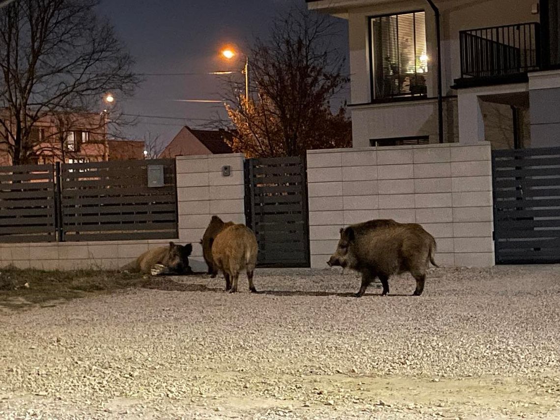 Atak dzików w Brwinowie