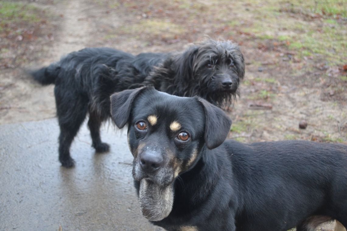 Będą szczepienia psów przeciwko wściekliźnie w Gminie Grodzisk Mazowiecki
