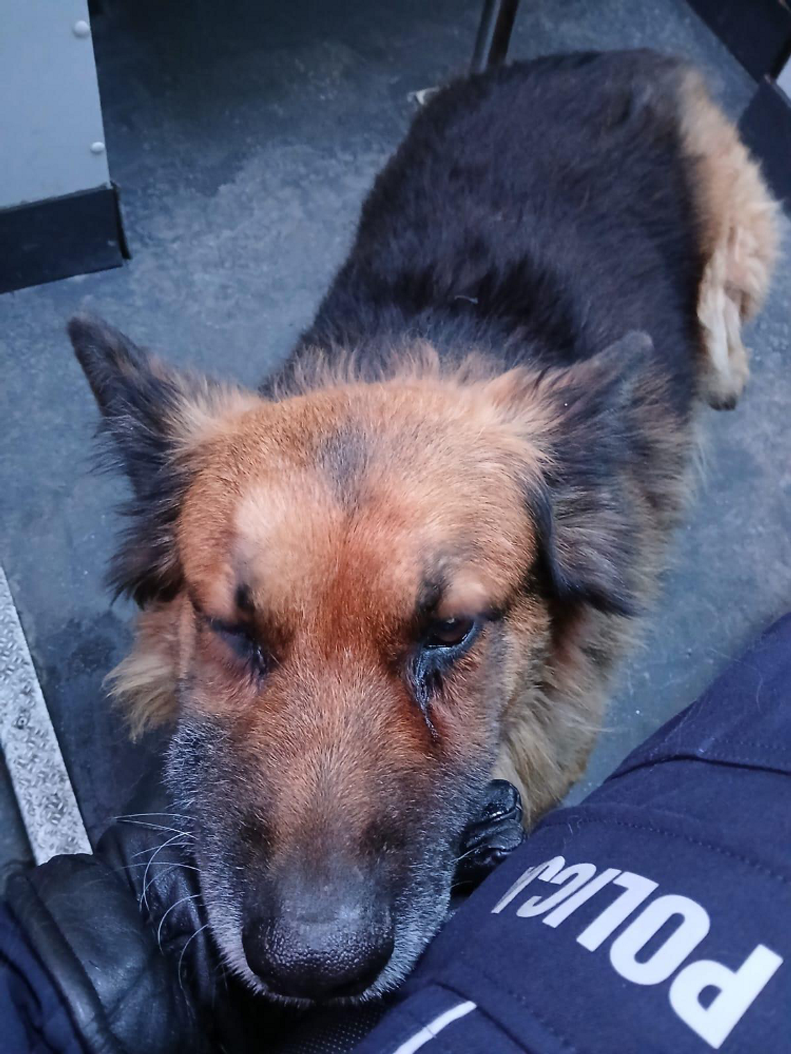 Błąkający się pies przy S8. Policyjna interwencja