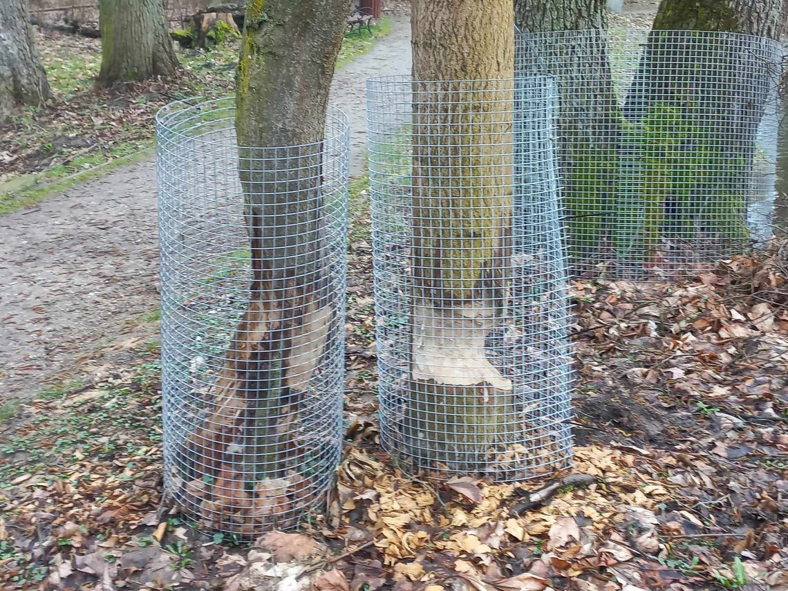 Bobry niszczą drzewa w parku we wsi Młochów