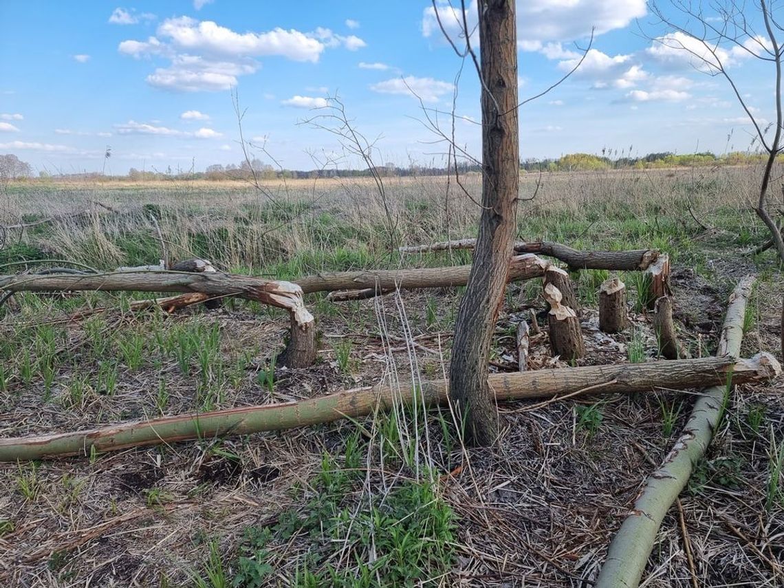 Bobry "ścięły" drzewa przy ścieżce rowerowej