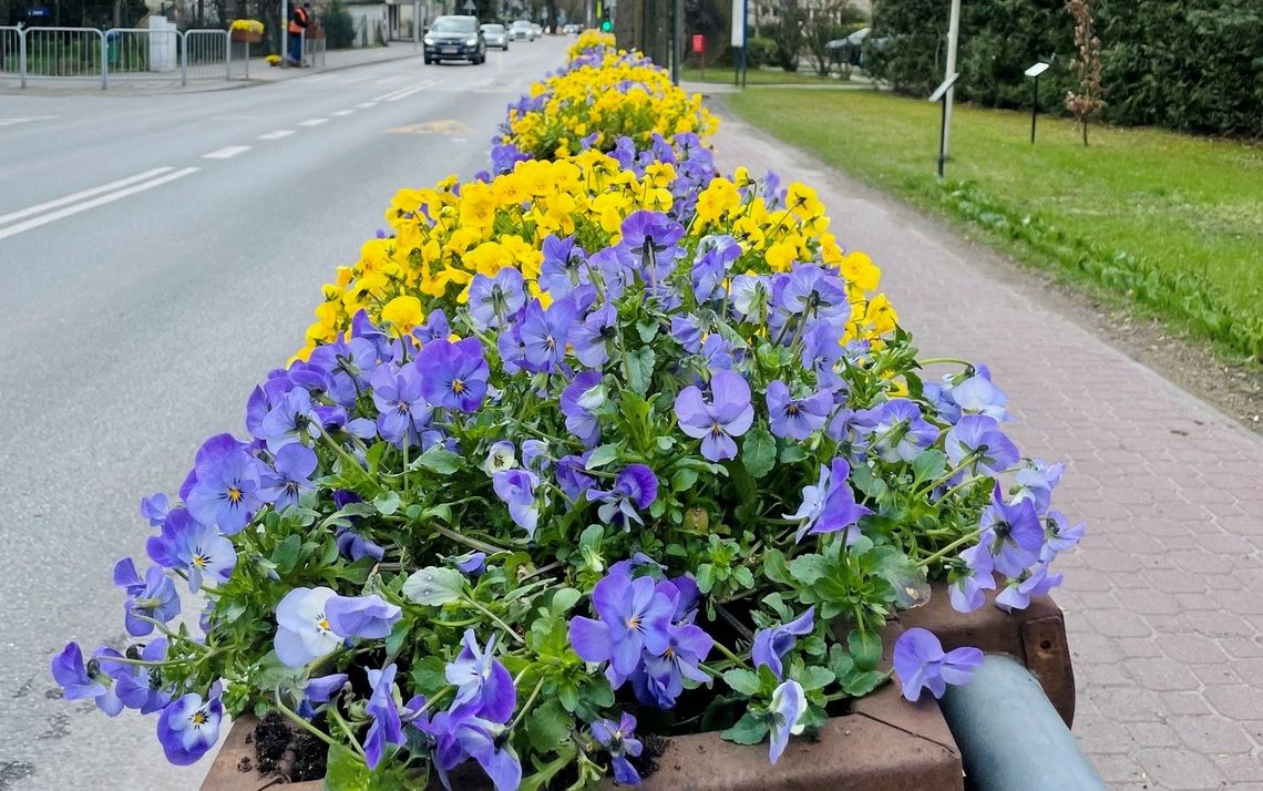 Bratki z Milanówka na Dzień Ziemi