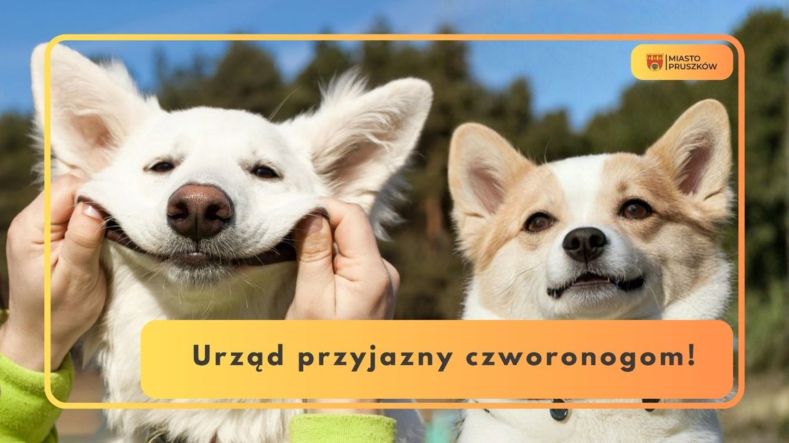 Do urzędu w Pruszkowie można przyjść z czworonogiem Do urzędu w Pruszkowie można przyjść z czworonogiem