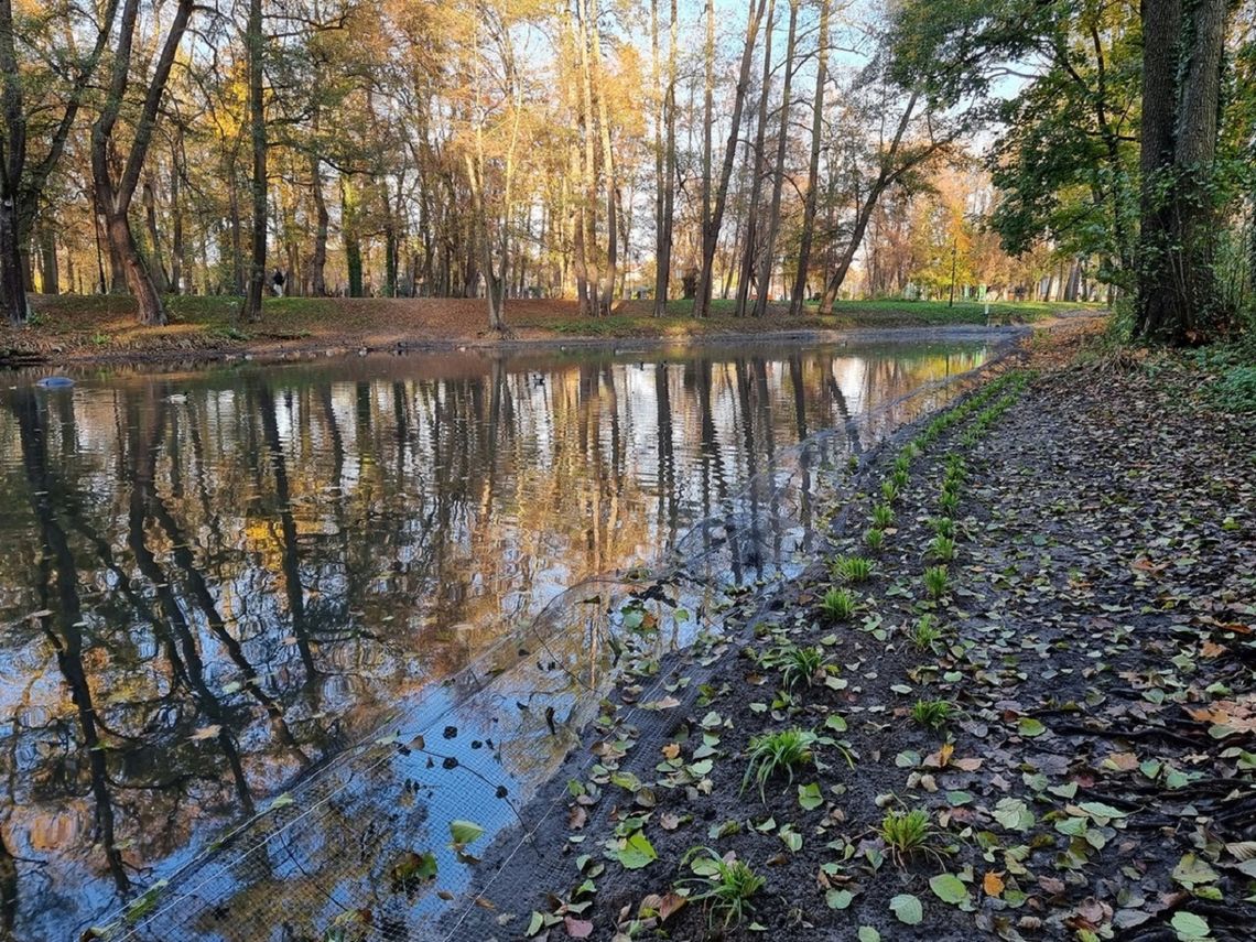 Drugi etap porządku w stawie w Parku Miejskim w Brwinowie