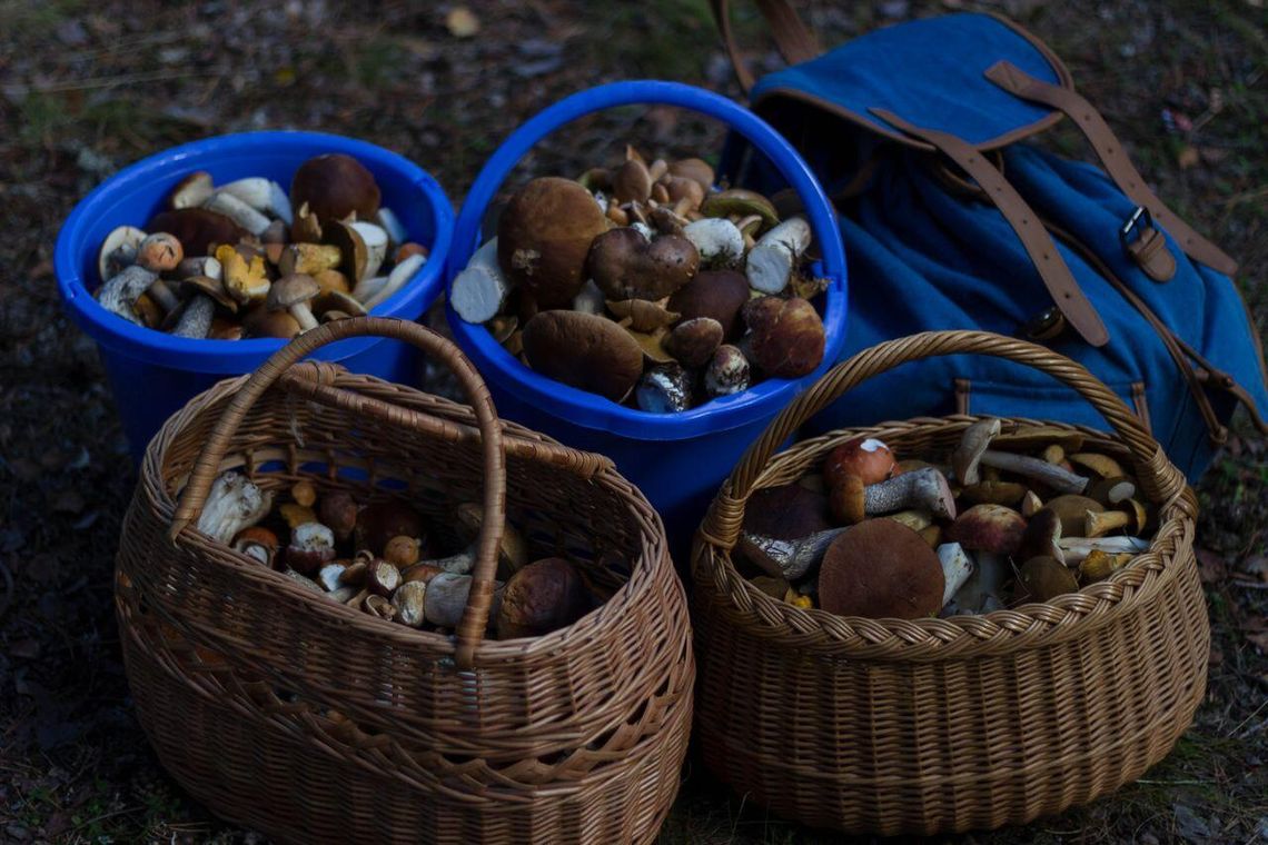 Gdzie na grzyby na Mazowszu? Te okolice przyciągają mieszkańców z koszykami Gdzie na grzyby na Mazowszu? Te okolice przyciągają mieszkańców z koszykami