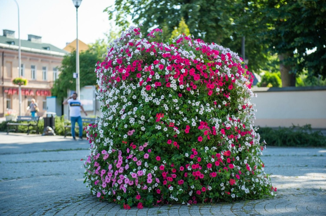 Konkurs na najpiękniej ukwiecone miasto