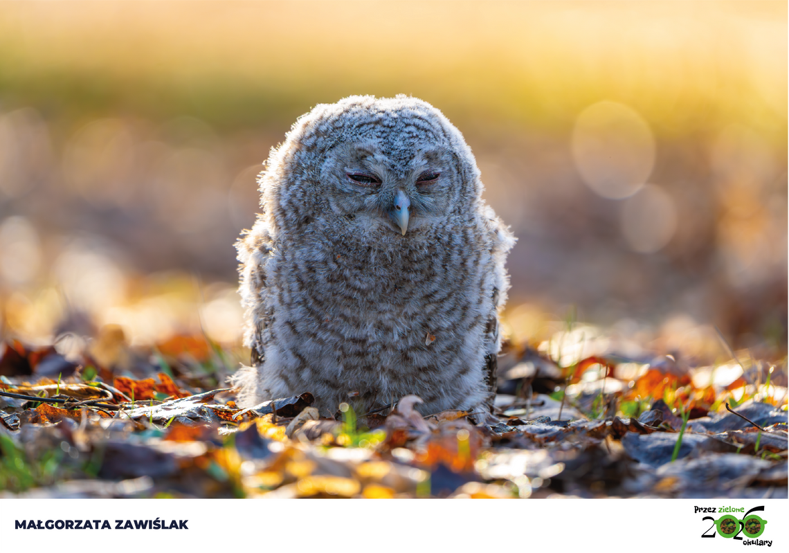 Konkurs „Przez zielone okulary” rozstrzygnięty – natura i sztuka w Powiecie Pruszkowskim Konkurs „Przez zielone okulary” rozstrzygnięty – natura i sztuka w Powiecie Pruszkowskim