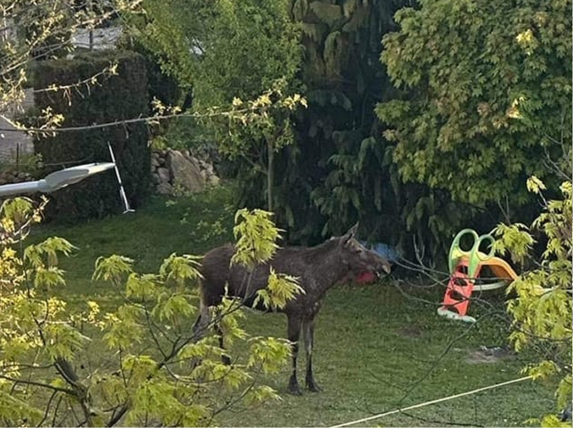 Kto widział łosia?