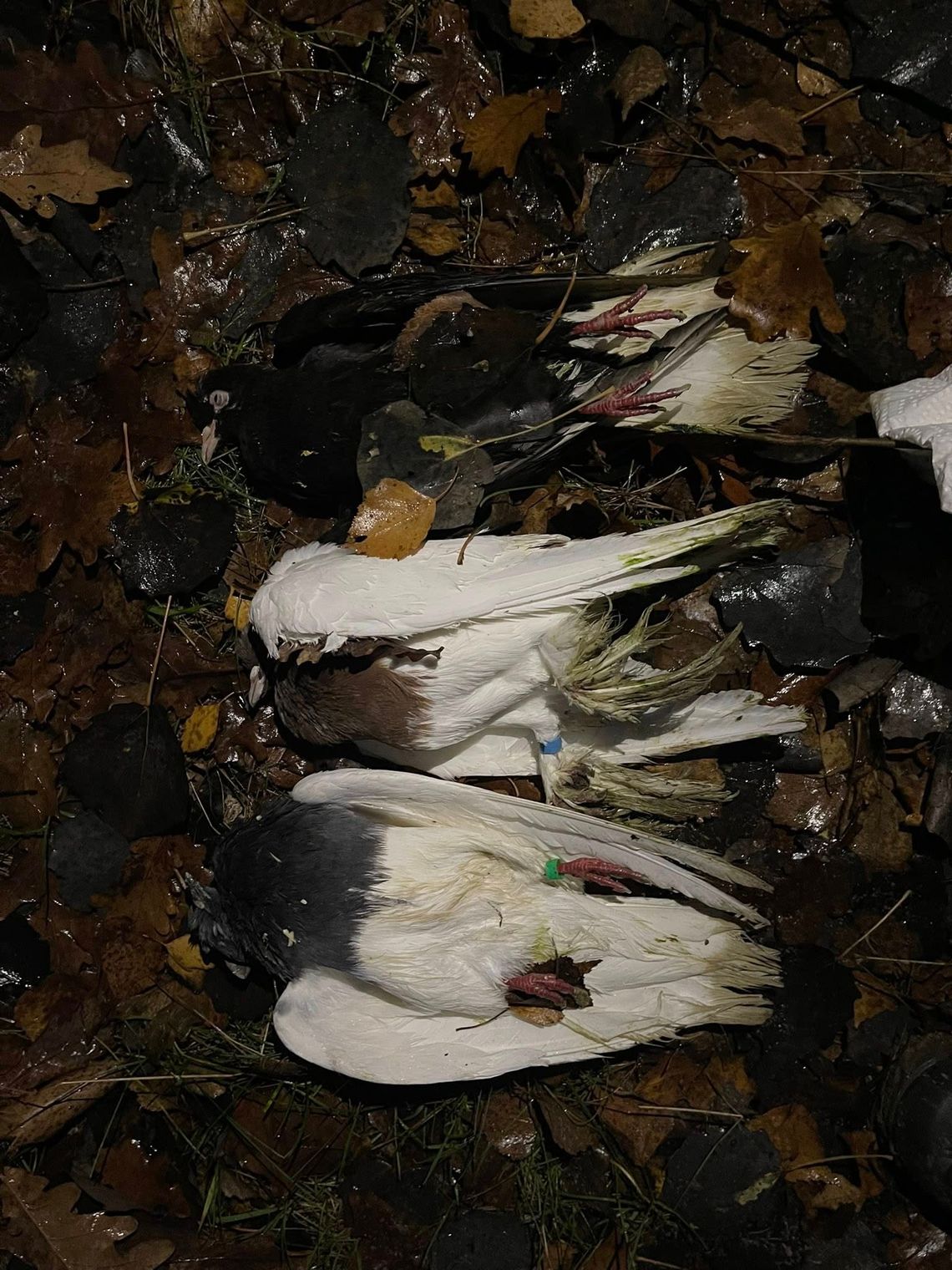 Kto wyrzucił gołębie?! Mieszkańcy są w szoku!