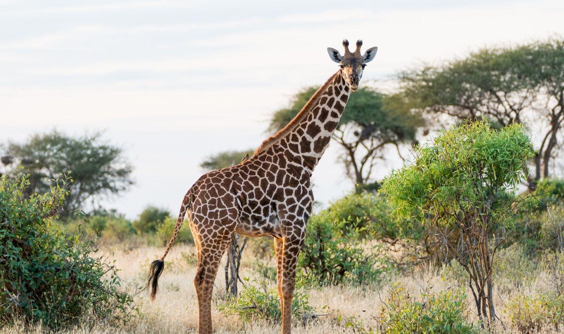 Kto zostanie Zwierzakiem Roku 2025? Warszawskie ZOO rozpoczęło plebiscyt Kto zostanie Zwierzakiem Roku 2025? Warszawskie ZOO rozpoczęło plebiscyt