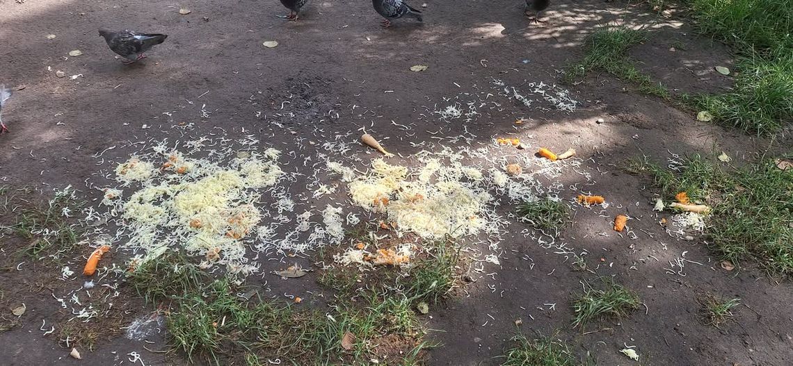 Latem ptaki poradzą sobie same. Dlaczego dokarmianie w upały może im zaszkodzić? Latem ptaki poradzą sobie same. Dlaczego dokarmianie w upały może im zaszkodzić?