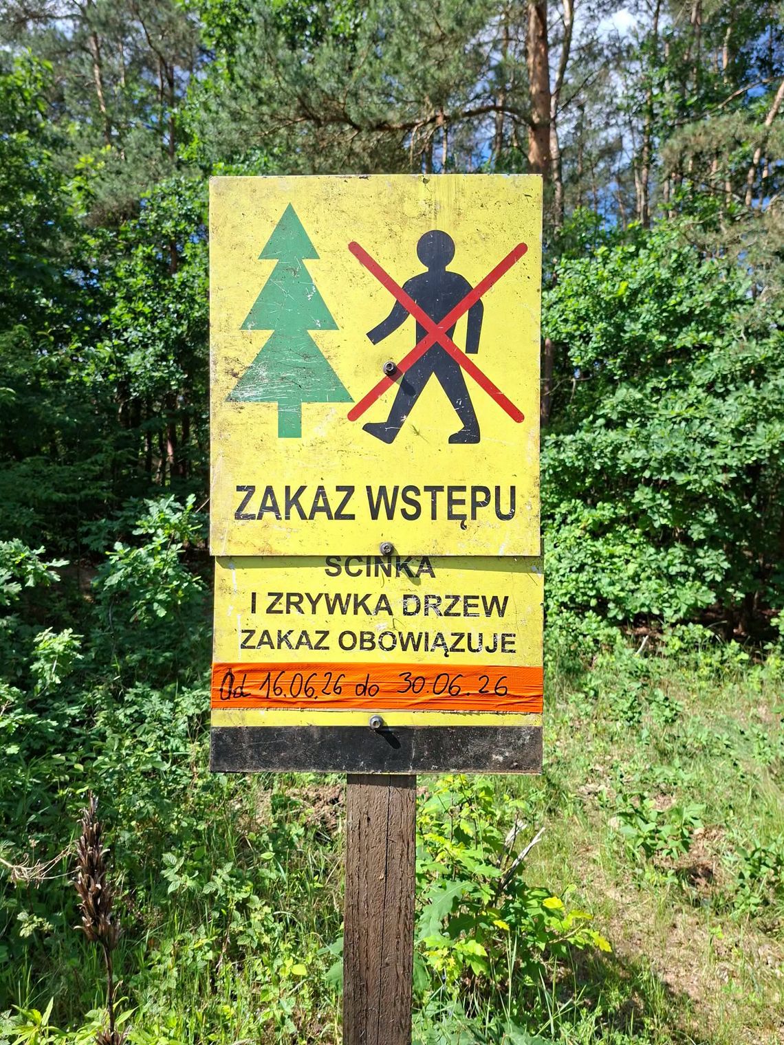 Leśnicy pracują przy Podleśnej. Co dzieje się w lesie? Leśnicy pracują przy Podleśnej. Co dzieje się w lesie?