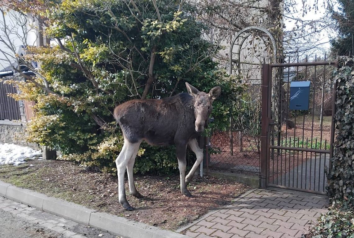 Łoś z Brwinowa bezpiecznie wrócił do lasu