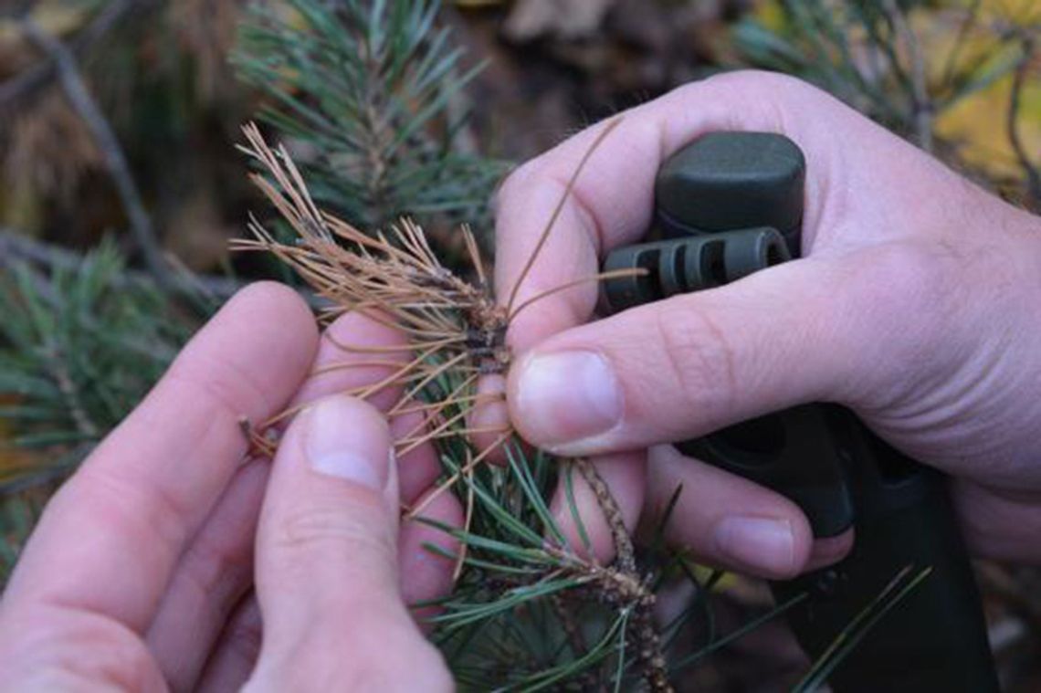 Masowe zamieranie sosen w Lesie Młochowskim. Ruszają pilne wycinki