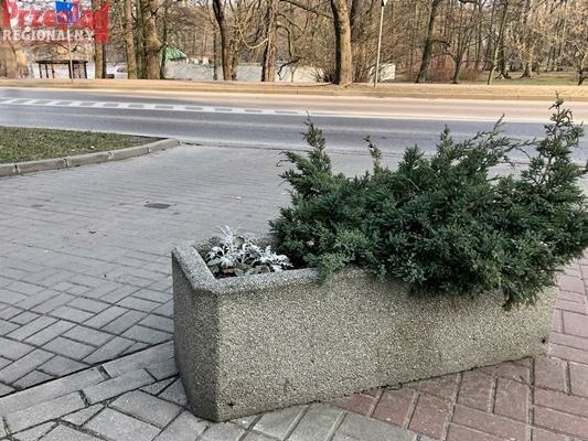 Miasto się zazieleni Miasto się zazieleni