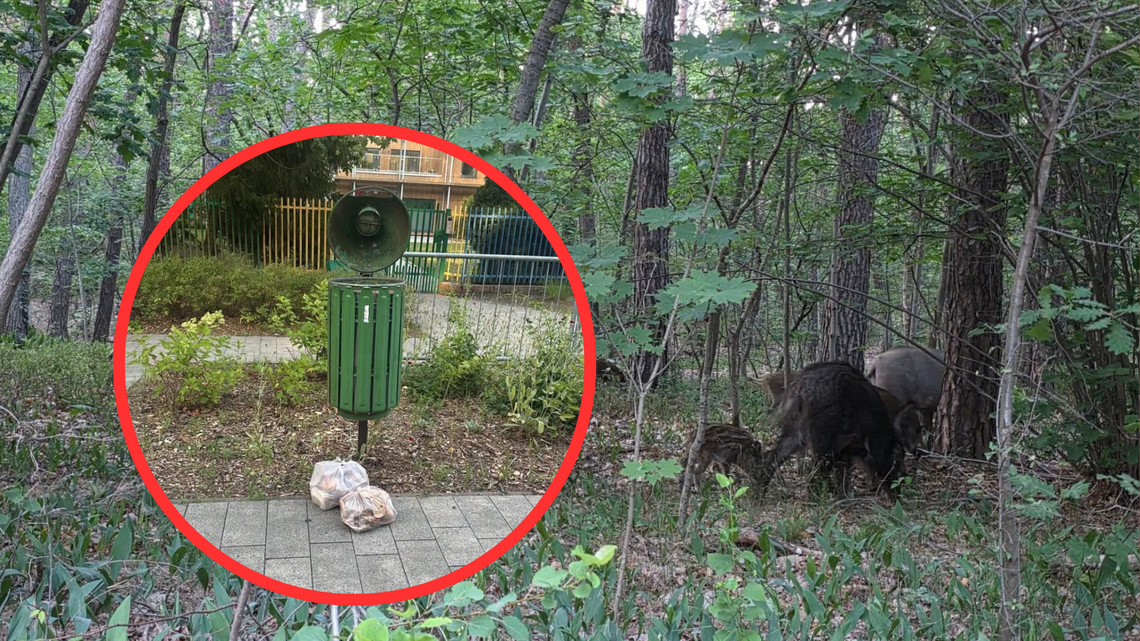 Mieszkańcy dokarmiają dziki w Podkowie Leśnej. „To nie jest pomoc zwierzętom” Mieszkańcy dokarmiają dziki w Podkowie Leśnej. „To nie jest pomoc zwierzętom”