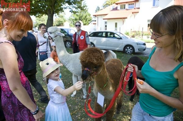 Mobilizacja dla Filipka