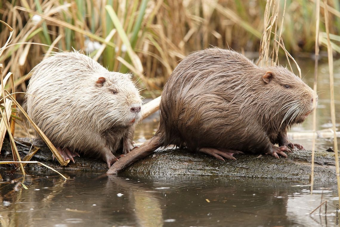 Nutrie atakują