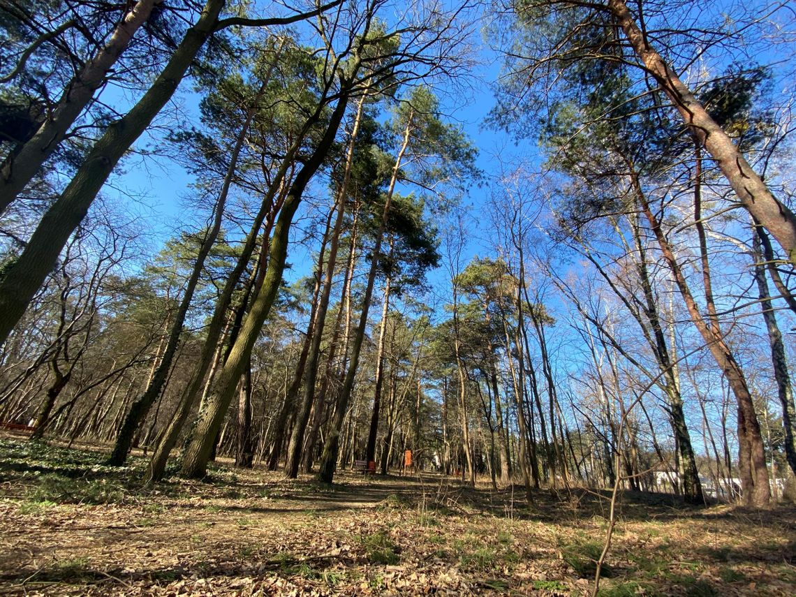 Park założyciela Milanówka