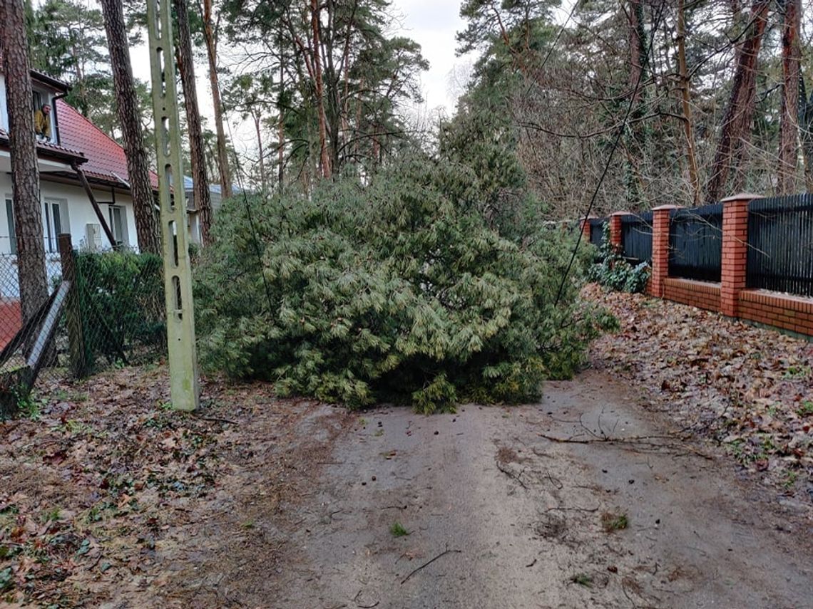 Powiat grodziski- Silny wiatr łamie drzewa