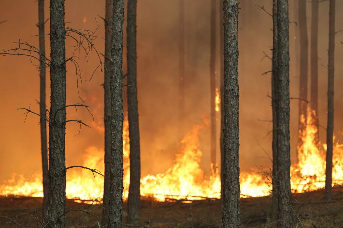 Pożar pod Warszawą nie ustępuje. 400 strażaków walczy z żywiołem Pożar pod Warszawą nie ustępuje. 400 strażaków walczy z żywiołem