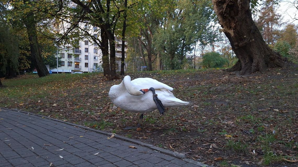 Pruszków: nie dokarmiajcie łabędzia w Parku Potulickich. Ptakowi grozi niebezpieczeństwo Pruszków: nie dokarmiajcie łabędzia w Parku Potulickich. Ptakowi grozi niebezpieczeństwo