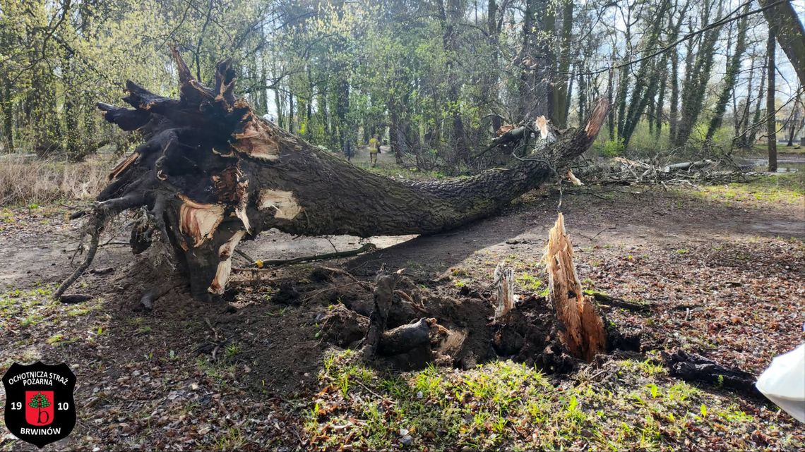 Silny wiatr nie odpuszcza! Strażacy z Brwinowa w akcji dzień i noc Silny wiatr nie odpuszcza! Strażacy z Brwinowa w akcji dzień i noc