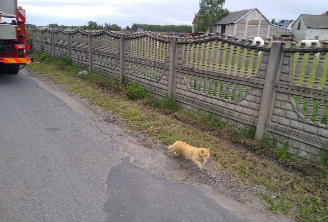 Uratowali go i uciekł Uratowali go i uciekł