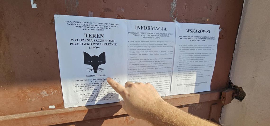 Uwaga! Rusza jesienna akcja szczepienia lisów