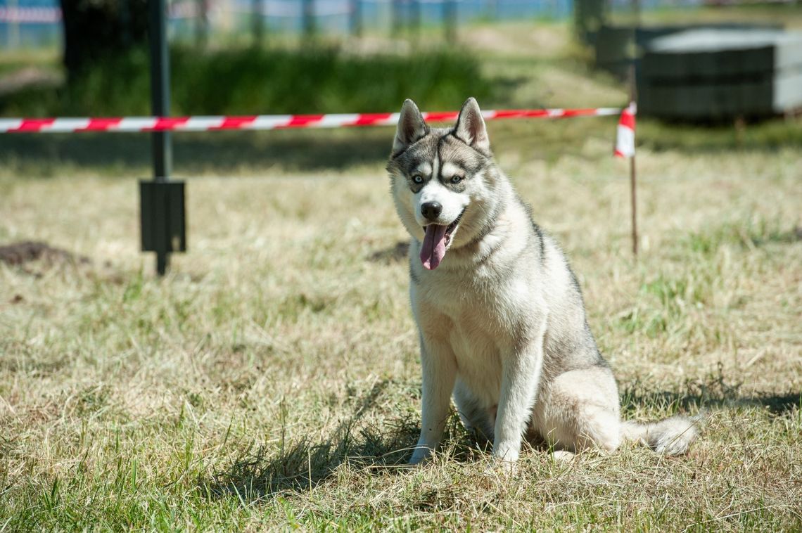 Wkrótce otwarcie wybiegu dla psów w Grodzisku Mazowieckim.