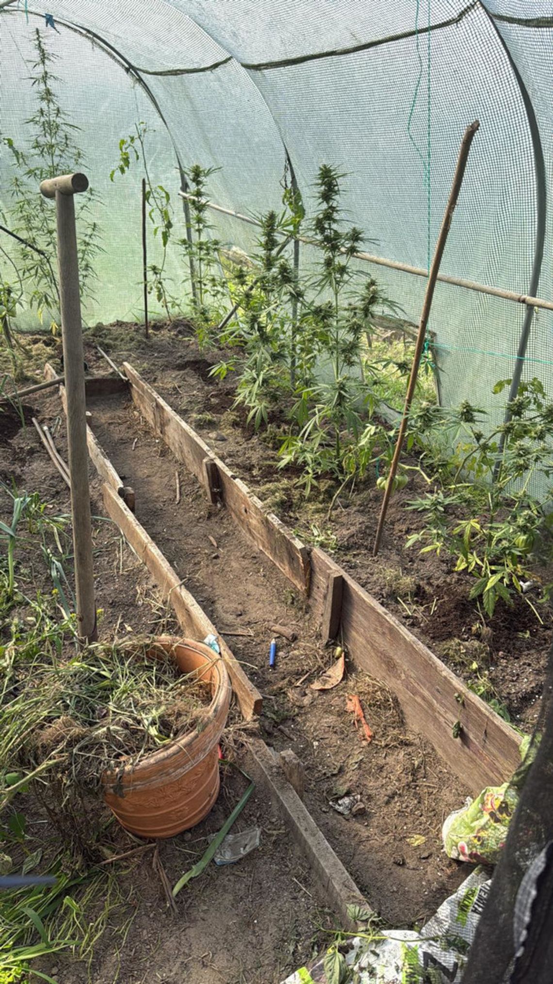 W tunelach foliowych zamiast warzyw – marihuana! Policja zlikwidowała plantację w gminie Nadarzyn