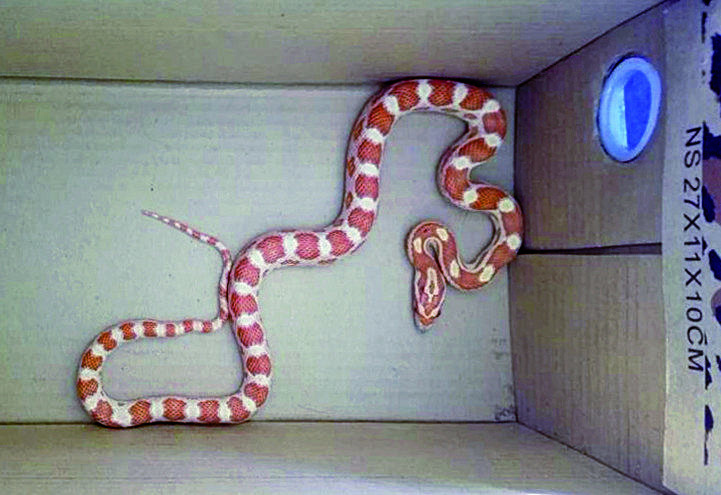 Wąż w mieszkaniu
