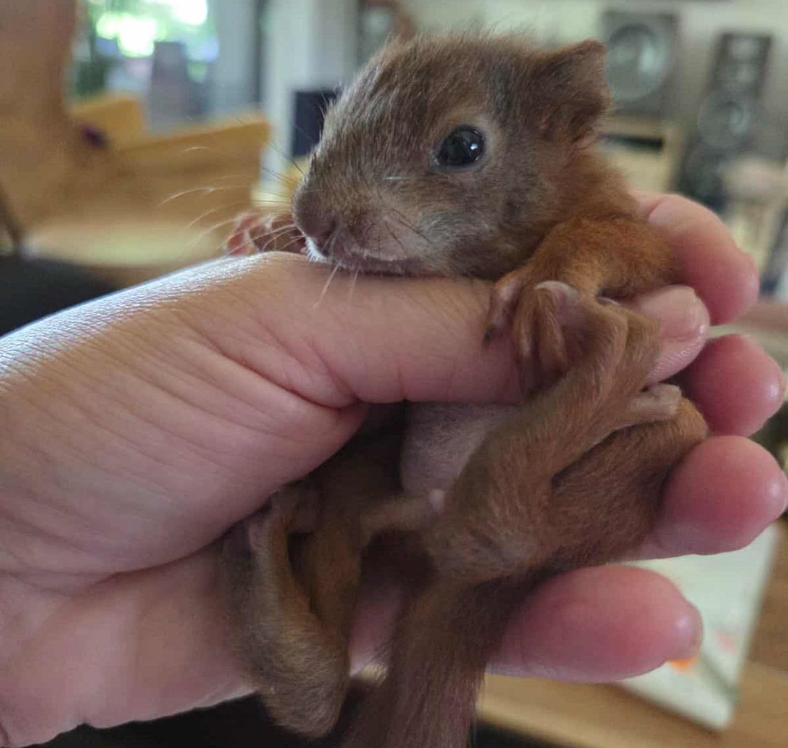 Wyjątkowa historia wiewiórki z Otrębus!