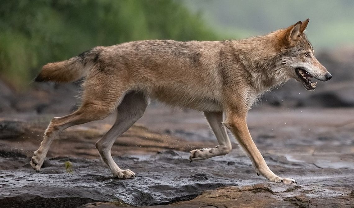 Wilk w Parku Mazowsze? Słowa radnego wywołują sensację