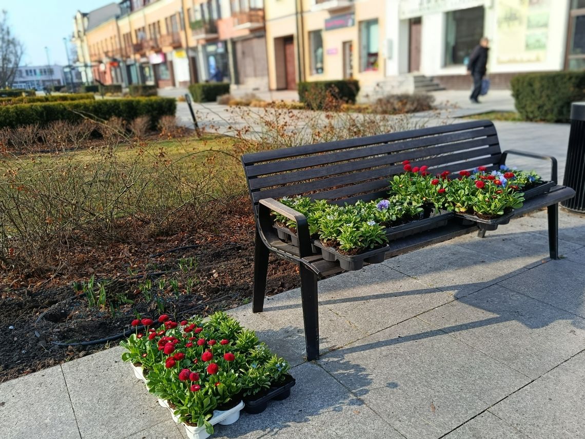 Wiosna w Grodzisku Mazowieckim. Tysiące kwiatów ozdobią miejskie rabaty