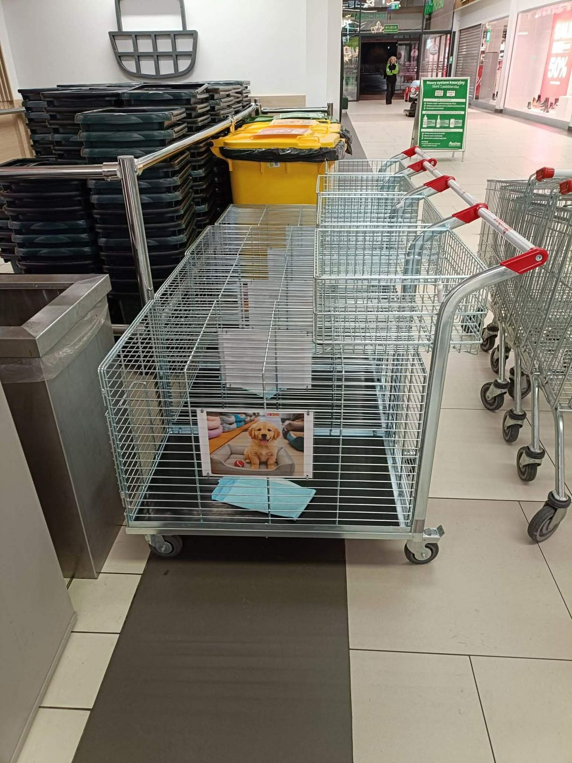 Wózki dla psów w sklepach. Dobry pomysł czy szaleństwo?