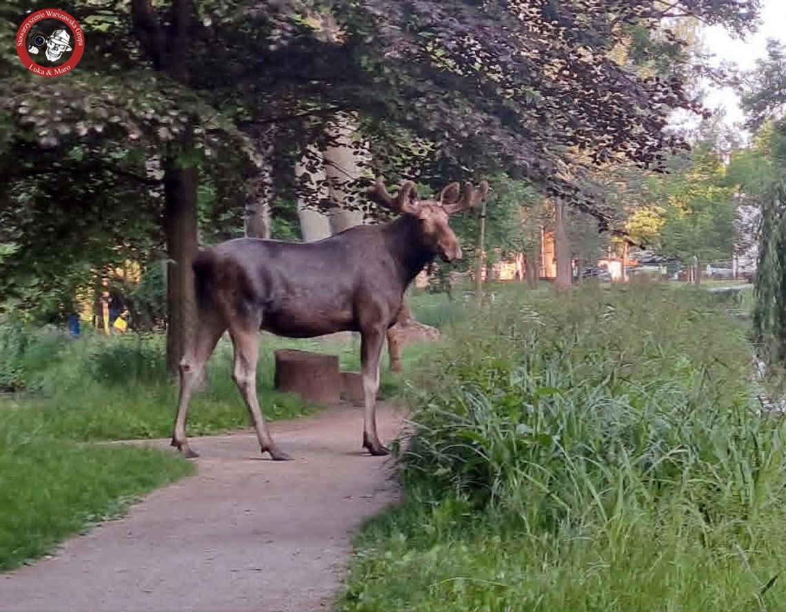 Wyjątkowy gość pojawił się w Parku Potulickich, w centrum Pruszkowa
