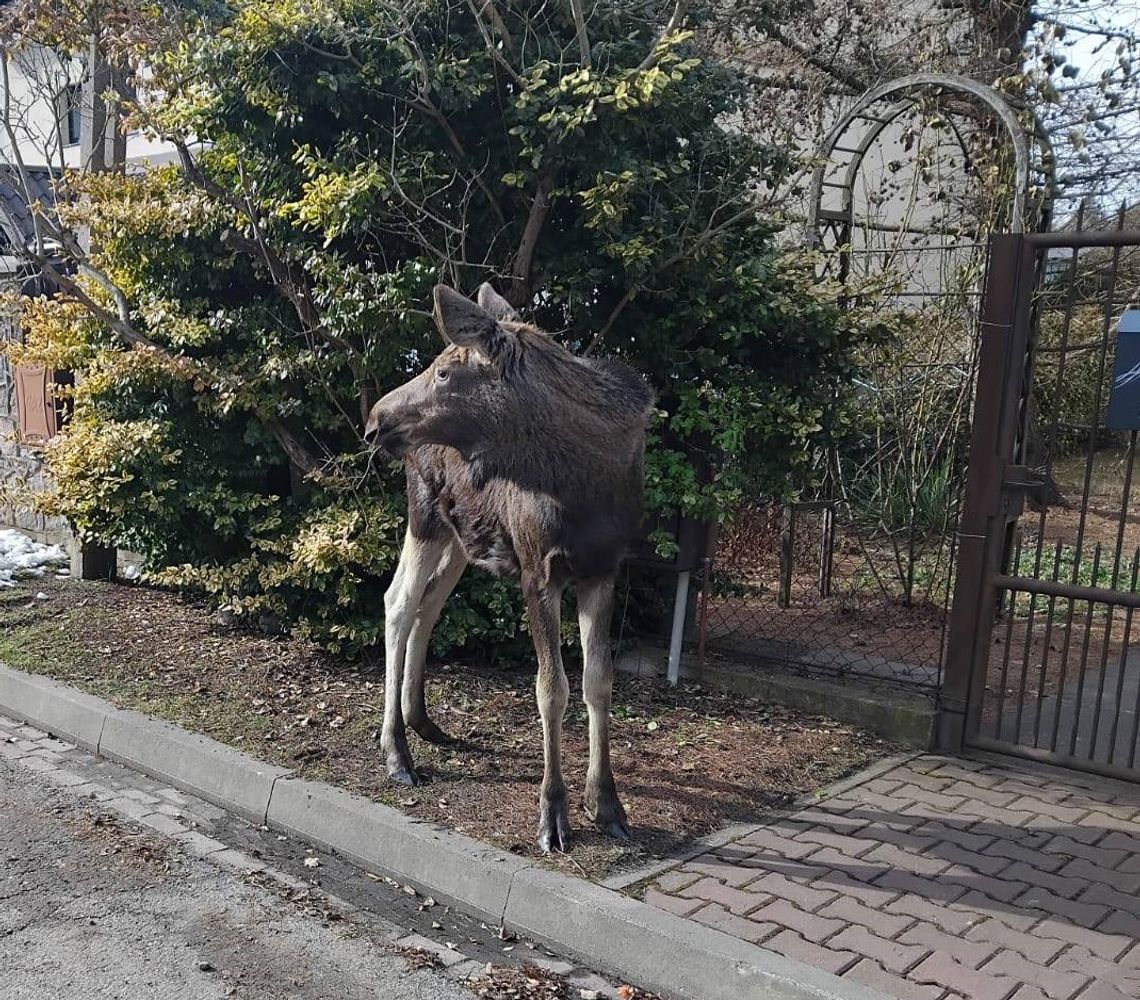 Wyjątkowy gość pojawił się w Parku Potulickich, w centrum Pruszkowa Wyjątkowy gość pojawił się w Parku Potulickich, w centrum Pruszkowa