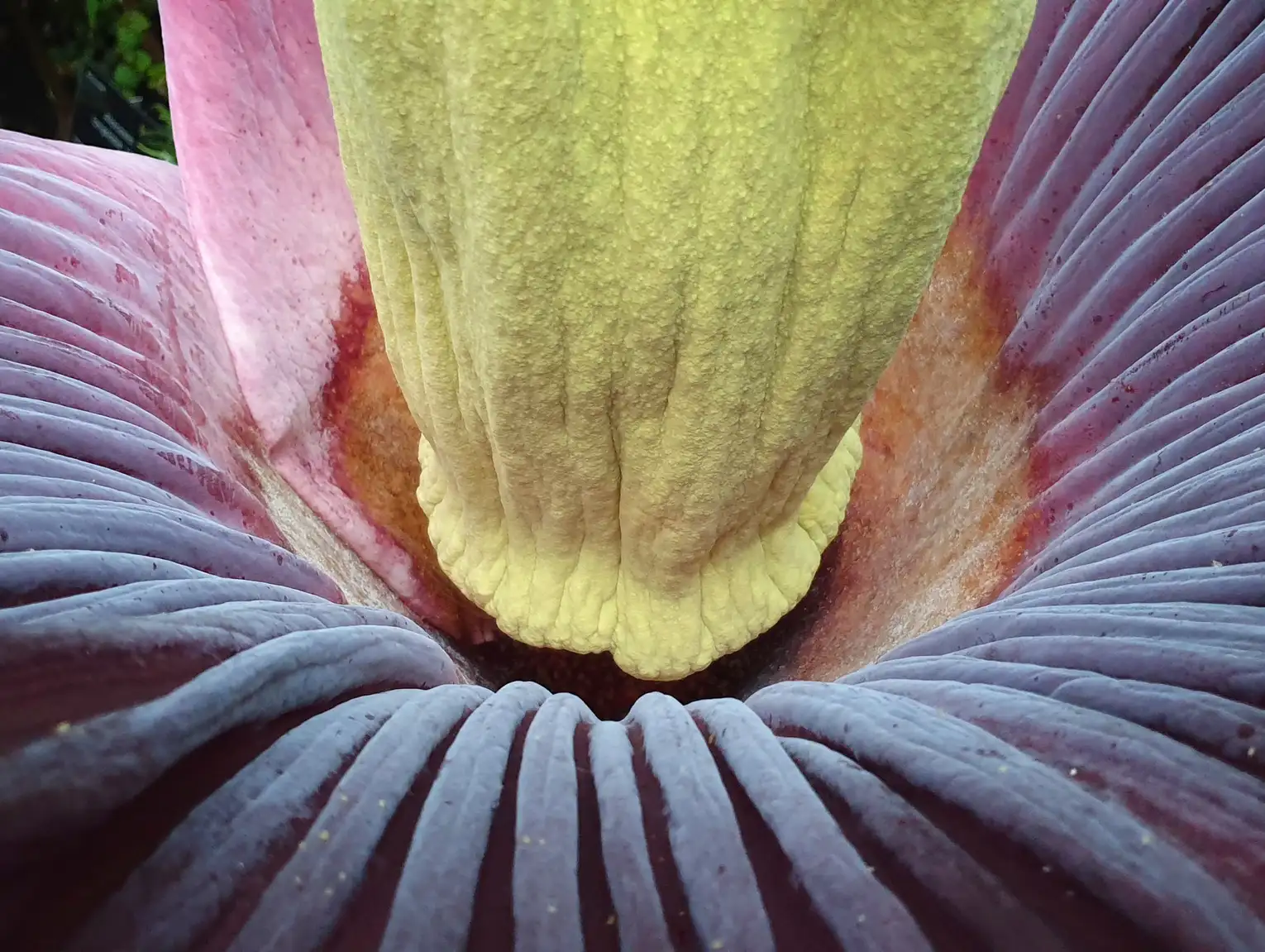 Drugie kwitnienie dziwidła olbrzymiego 2025